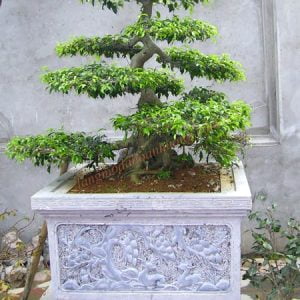 Mẫu bể đá cảnh đẹp 03 Mẫu bể đá cảnh đẹp 03